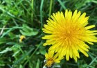 How Organic Dandelions Became My Healing Solution