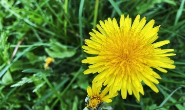 How Organic Dandelions Became My Healing Solution