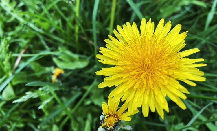 How Organic Dandelions Became My Healing Solution