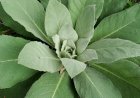 Health benefits of Mullein