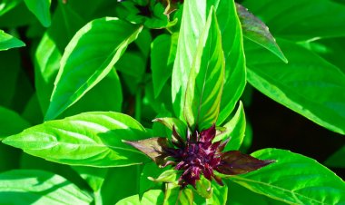Health Benefits  of Organic Holy Basil