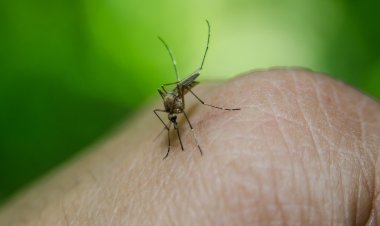 Best Treatment for Malaria