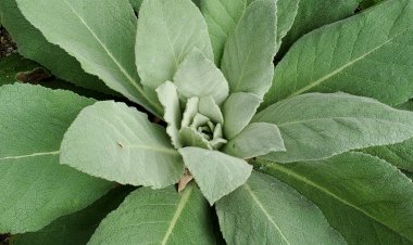 Health benefits of Mullein