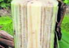 Medicinal Benefits of Banana Tree Sap
