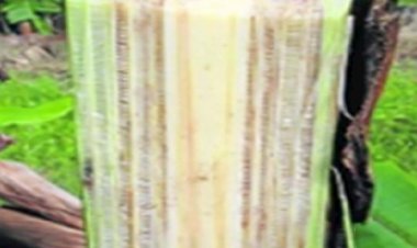 Medicinal Benefits of Banana Tree Sap