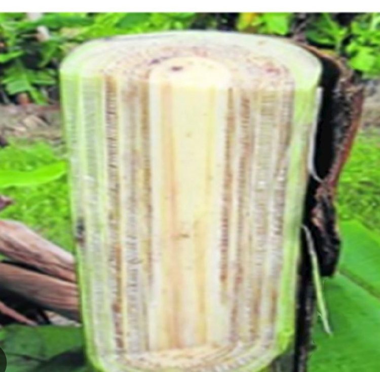 Medicinal Benefits of Banana Tree Sap